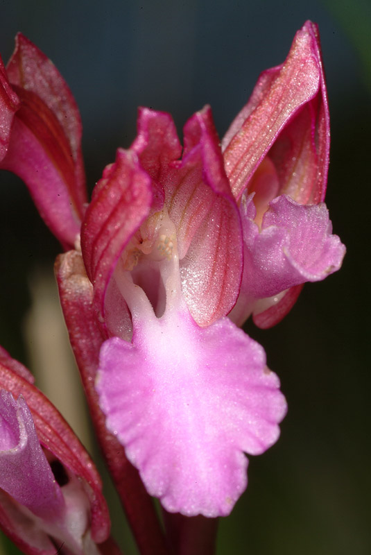 Orchidea colline livornesi da determinare